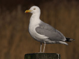 Zilvermeeuw 40