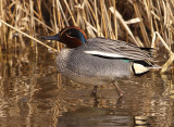 Wintertaling 3