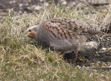 Patrijs 4