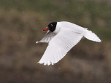 Zwartkopmeeuw 11