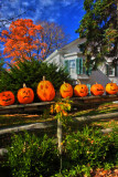 Halloween Pumpkins