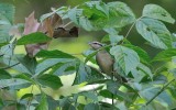 Worm-eating Warbler