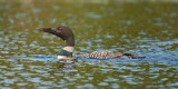 Common Loon (Male)