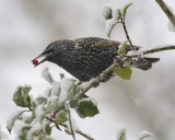 European Starling