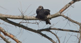 Black Vulture