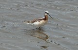 Wilsons Phalarope (Female)