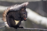 034-2013 Nuts