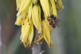Flower of the Aloe plant