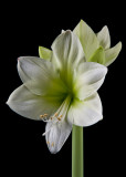 Amaryllis