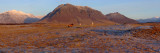 Icelandic horses