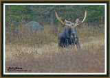 20121023 - 1 377 Moose2a1r1.jpg
