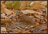 20121018 052 Fox Sparrow.jpg