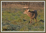 20121108 193 White-tailed Deer 1r1.jpg