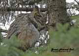 20121112 601 SERIES - Great Horned Owl.jpg