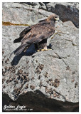 20121121 - 1 609 Golden Eagle.jpg