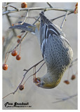 20121117 365 Pine Grosbeak.jpg