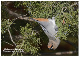 20121122 264 Bohemian Waxwing.jpg