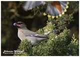 20121122 185 SERIES - Bohemian Waxwing.jpg