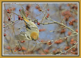 20121120 028 Pine Grosbeak.jpg