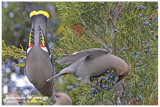 20121120 549 SERIES -  Bohemian Waxwings.jpg