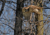 20120430 237 Red-tailed Hawk.jpg