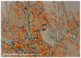 20121211 387 SERIES - Bohemian Waxwing2 .jpg