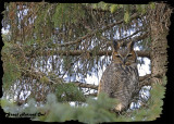 20121112 434 Great Horned Owl 1r1.jpg