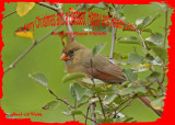 20121006 304 Northern Cardinal 1r3.jpg