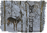 20121228 137 White-tailed Deer2.jpg
