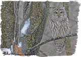 20121214 237 Barred Owl HP.jpg