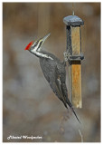 20121211 142 Pileated Woodpecker.jpg