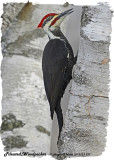 20121213-2 237 Pileated Woodpecker HP.jpg