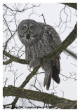 20130112 272 Great Gray Owl.jpg
