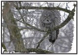 20130112 214 Great Gray Owl.jpg