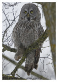 20130112 239 Great Gray Owl2r1.jpg