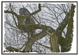 20130112 009 Great Gray Owl2.jpg