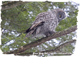 20130116 180 Great Gray Owl.jpg