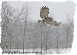 20130119 009 Great Gray Owl.jpg