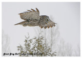 20130119 359 Great Gray Owl.jpg