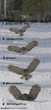 20130122 307 - 311 Great Gray Owl3 1r1.jpg