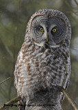 20130122 209 Great Gray Owl.jpg