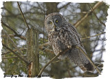 20130122 153 Great Gray Owl.jpg