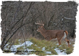 20121207 134 White-tailed Deer2.jpg