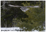 20130128 025 SERIES - Great Gray Owl.jpg