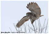 20130128 268 Great Gray Owl 1r2.jpg