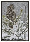 20130119 122 Great Gray Owl.jpg