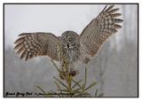 20130128 296 Great Gray Owl5 1r2.jpg