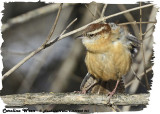 20130205 261 Carolina Wren.jpg