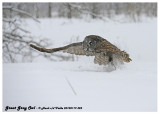 20130119 525 Great Gray Owl.jpg