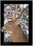 20111229 634 1r1a1 White-tailed Deer.jpg